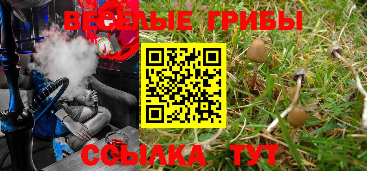 Галлюциногенные грибы Psilocybe  Вход с VPN  Электросталь  Галлюциногенные грибы Psilocybine cubensis 